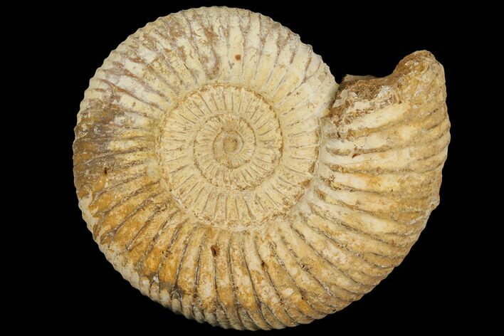 Perisphinctes Ammonite - Jurassic #100218
